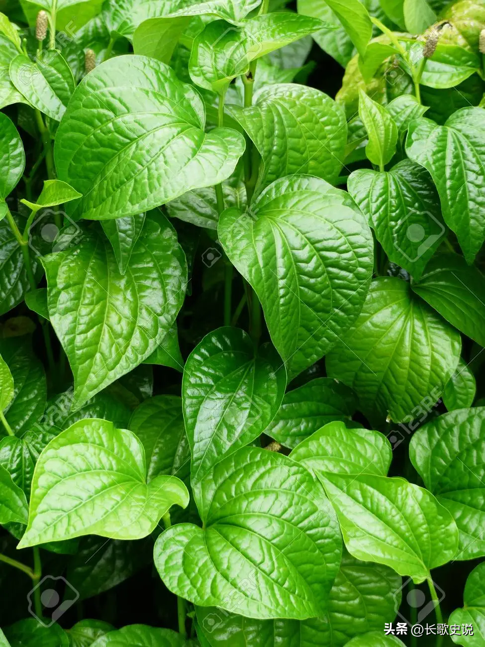党参种植方法视频_下载 党参种植技术._党参种植技术视频