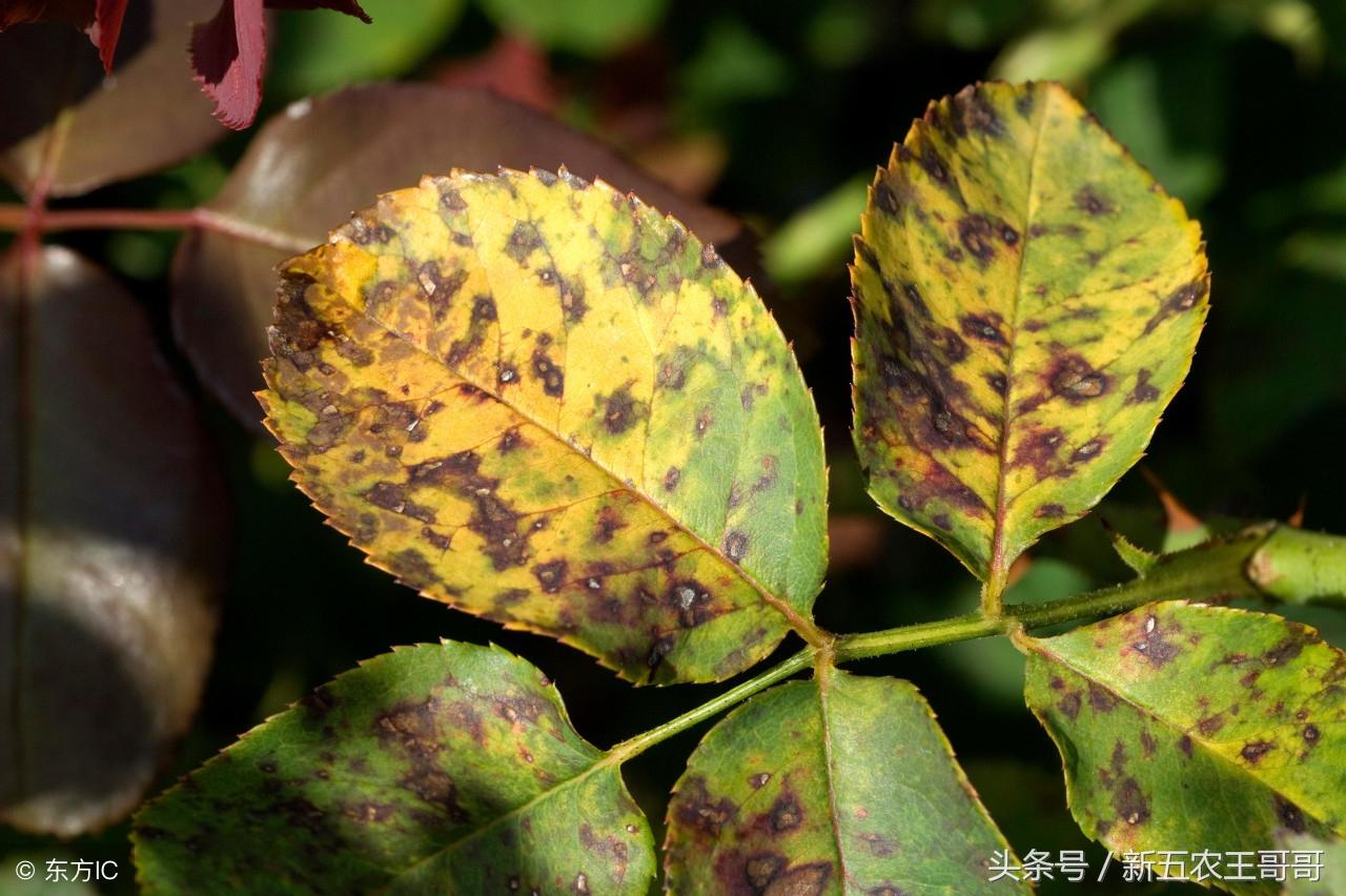 党参种植技术视频_中药材党参种植技术_下载 党参种植技术.