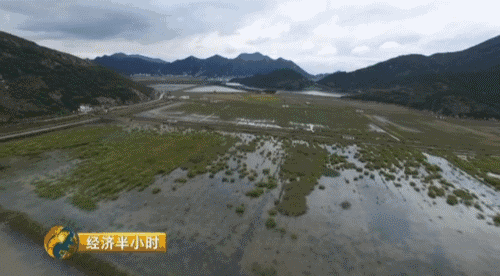 真牛！海水养鹅轻松赚150万，他是怎么做到的？