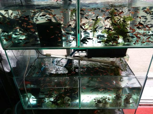 观赏鱼养殖视频大全_观养鱼技术视频播放_观赏鱼养殖技术视频
