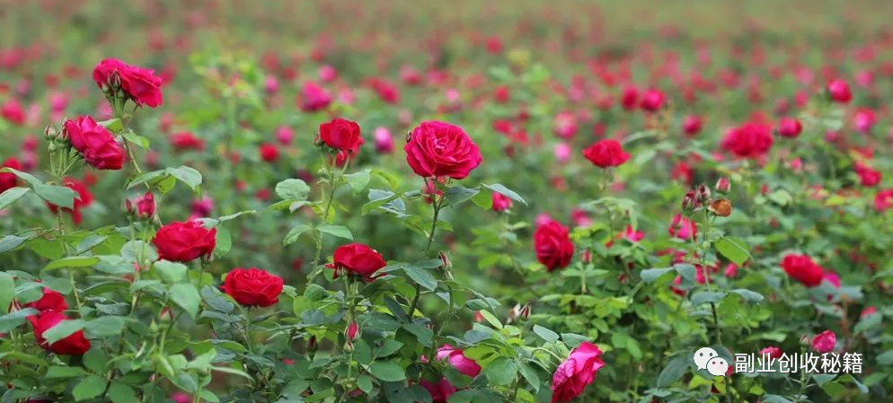 致富种植农村花草的句子_农村致富种植花_农村种花致富能人