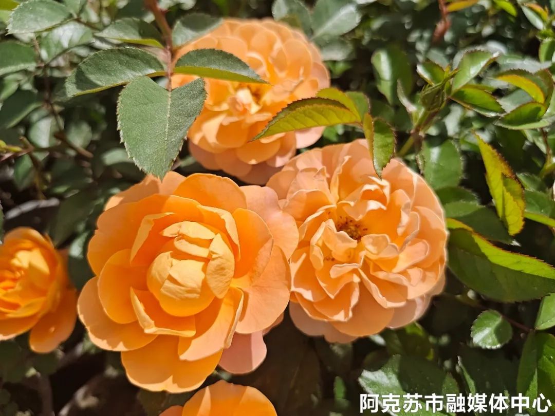 农村种植花卉_种植花卉致富_农村致富种植花