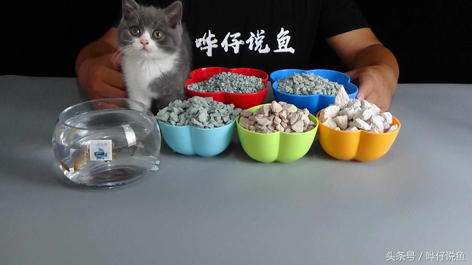养观赏鱼并不简单，但我是有简单的入门方法，涨知识的时刻到了！