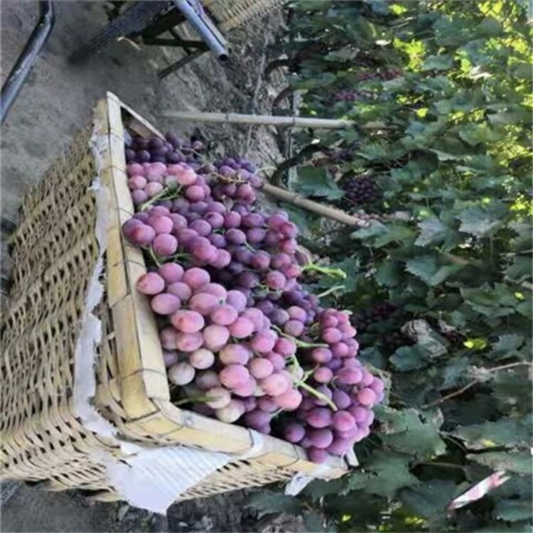 如何种葡萄枝_萄葡种植枝术视视频_葡萄枝怎么种植技术