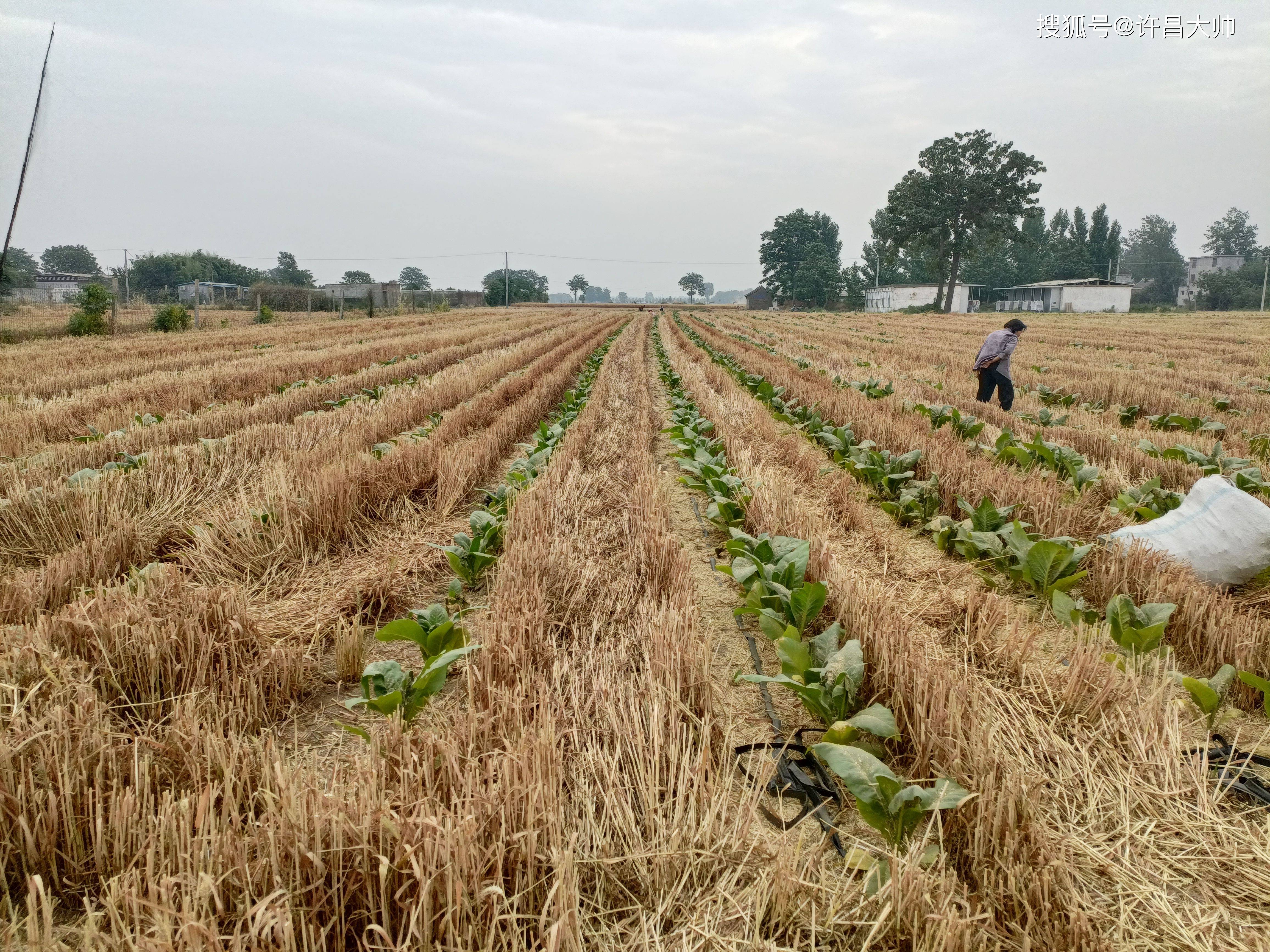种植烟叶赚钱吗_致富种植烟叶怎么样_烟叶种植致富吗