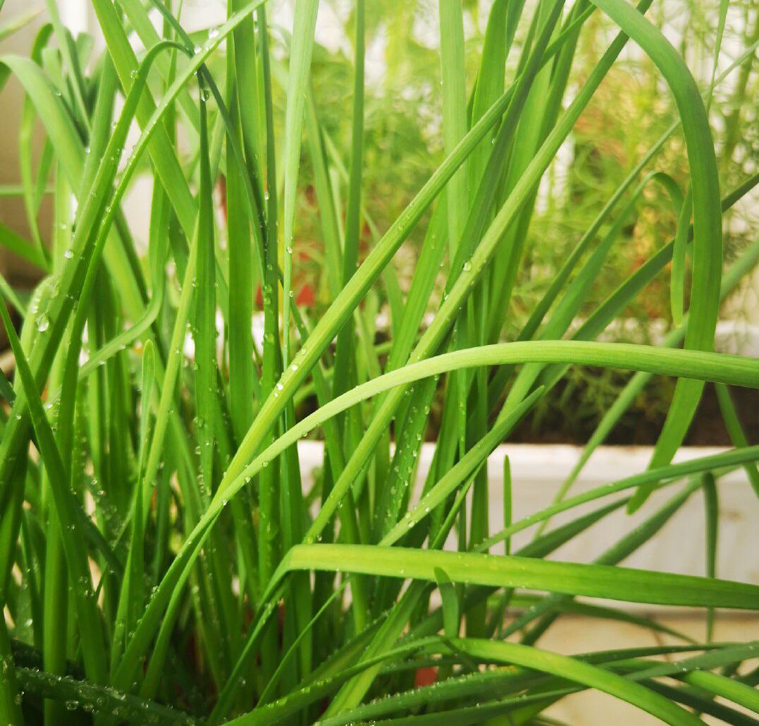 冬季种空心菜赚钱吗_空心菜冬天室内种植技术_冬季种空心菜十搭建图