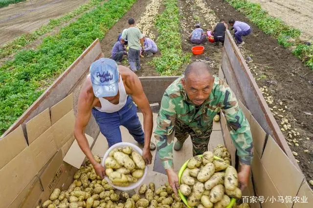 淀粉能生产什么_致富经淀粉_淀粉的价钱