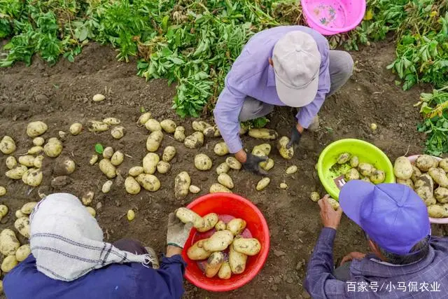 致富经淀粉_淀粉的价钱_淀粉能生产什么