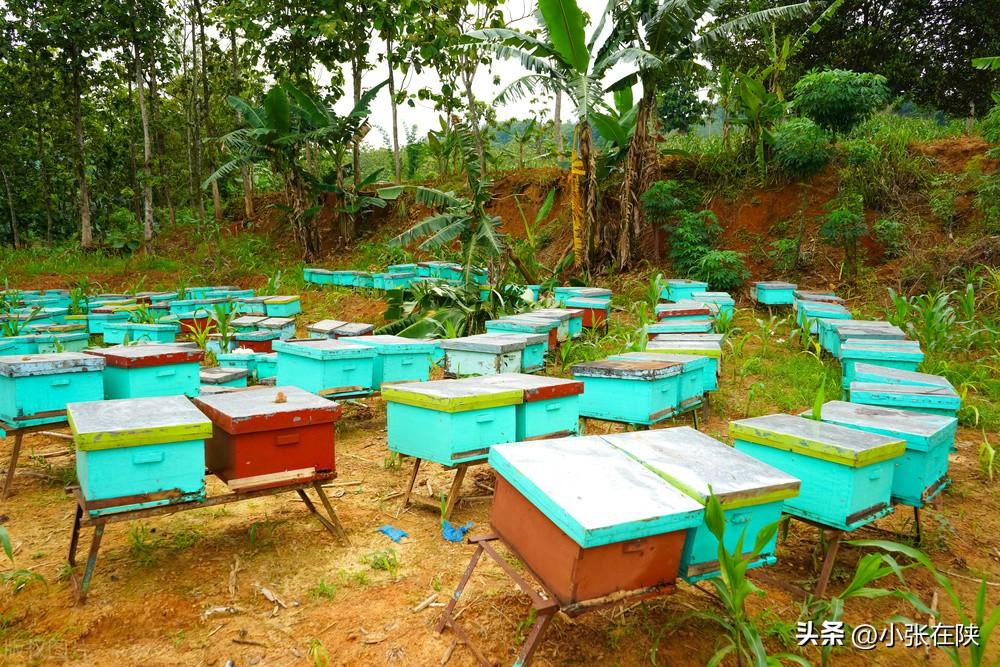 养在悬崖上的蜜蜂！