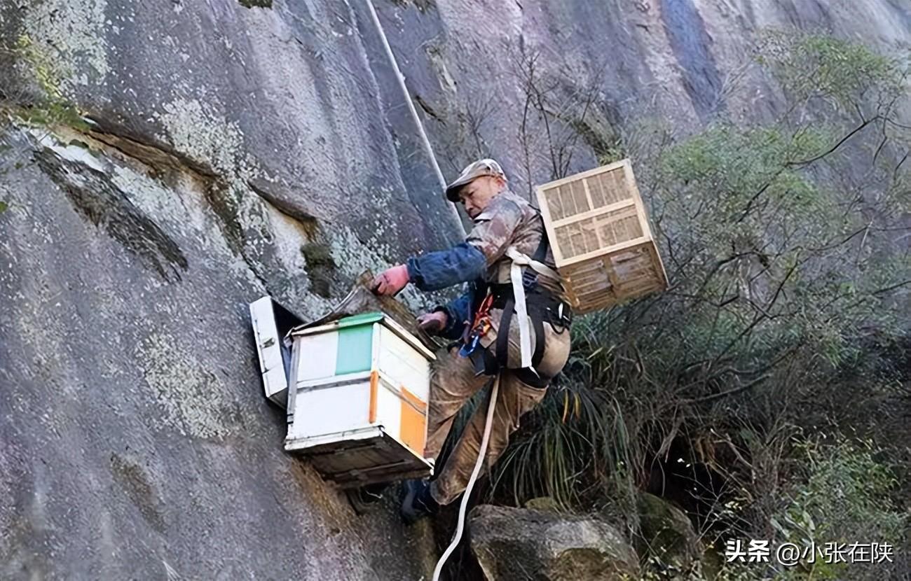 致富经养殖蜜蜂视频_悬崖蜜蜂养殖视频_致富经石崖上养蜜蜂