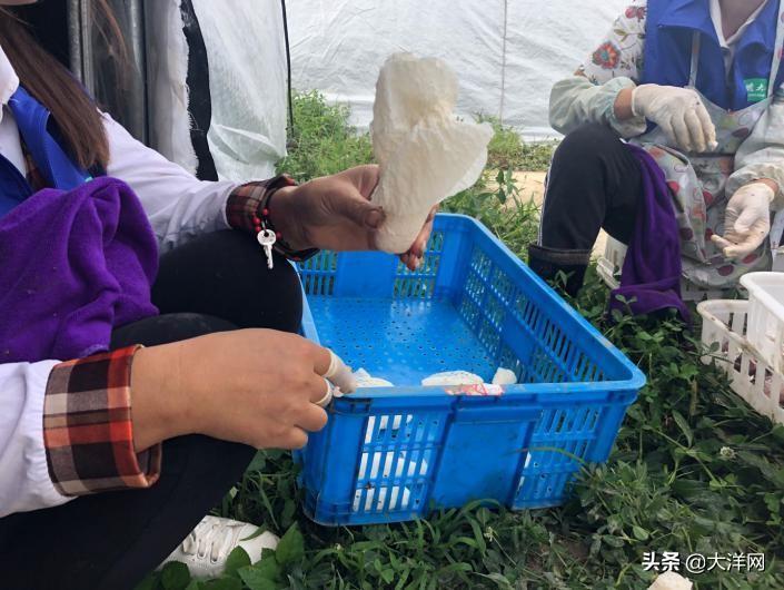 竹荪食用菌_致富经竹荪菌_竹荪菌种价格表