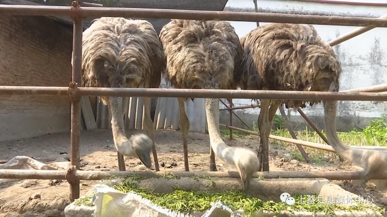 鸵鸟 致富经_致富经鸵鸟养殖场的视频_致富鸵鸟红包版