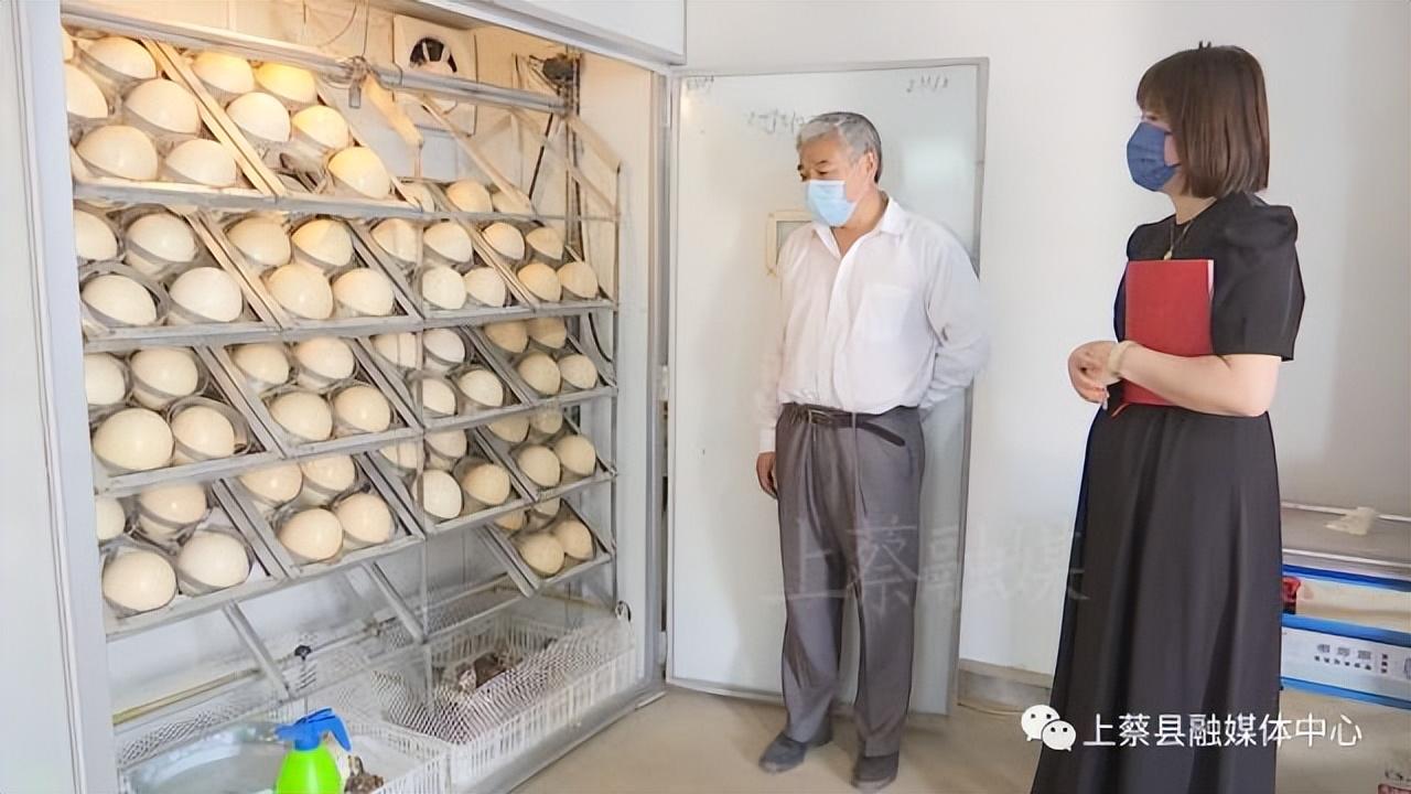 鸵鸟 致富经_致富经鸵鸟养殖场的视频_致富鸵鸟红包版