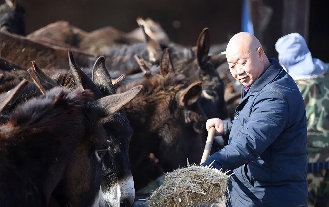 致富经养驴节目_致富经养驴创业故事_养驴视频致富经