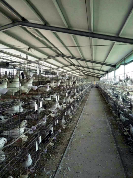 致富经养鸽子创业视频_致富经鸽子养殖_养鸽子致富经视频