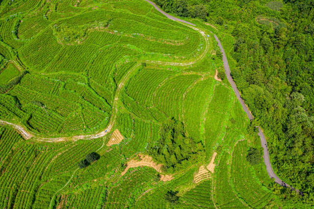 山莓种植致富_山莓种植基地_致富种植山莓视频