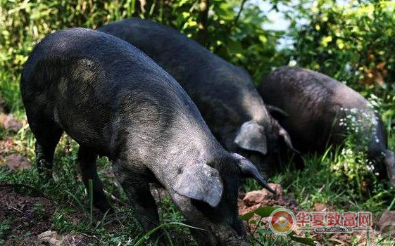 山区适合养殖什么