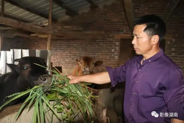 种植黑老虎致富_种黑老虎可以致富吗_黑老虎种植利润