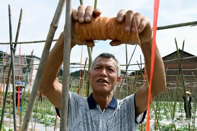 种植黑老虎致富_种黑老虎可以致富吗_黑老虎种植利润