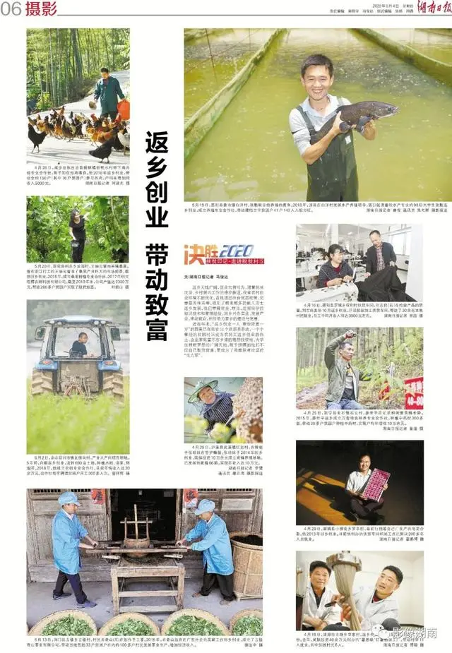 种黑老虎可以致富吗_黑老虎种植利润_种植黑老虎致富