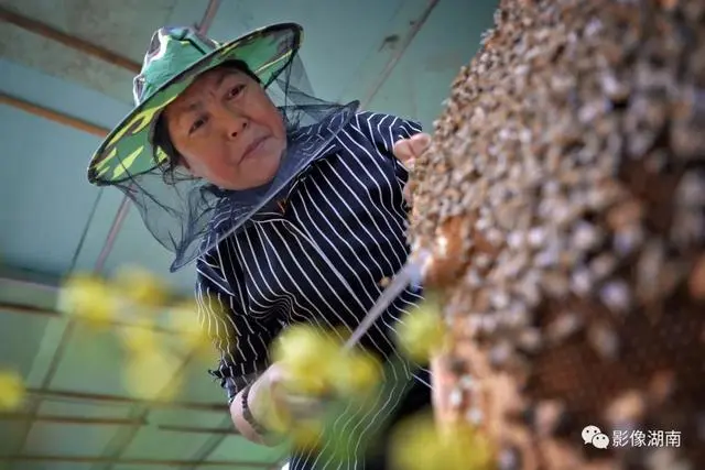 种植黑老虎致富_黑老虎种植利润_种黑老虎可以致富吗