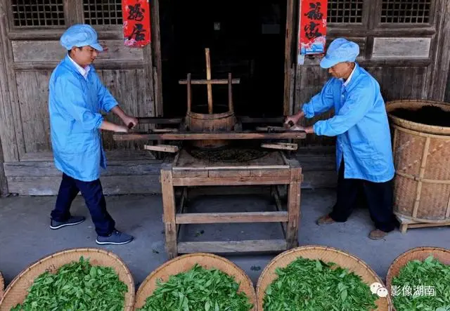 黑老虎种植利润_种黑老虎可以致富吗_种植黑老虎致富