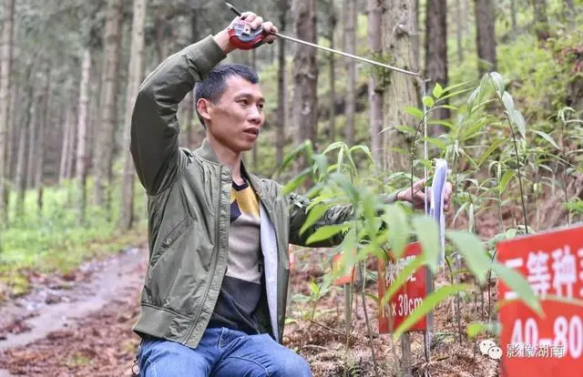 种黑老虎可以致富吗_种植黑老虎致富_黑老虎种植利润