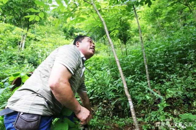 黑老虎种植利润_种植黑老虎致富_种植黑老虎销路怎么样