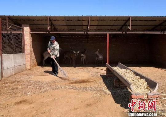 致富经梅花鹿养殖视频_致富经20岁养梅花鹿_养殖梅花鹿是骗局吗