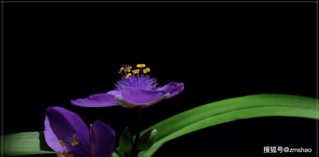 灵仙的种植与管理_灵仙草种植方法_粉灵仙种植技术
