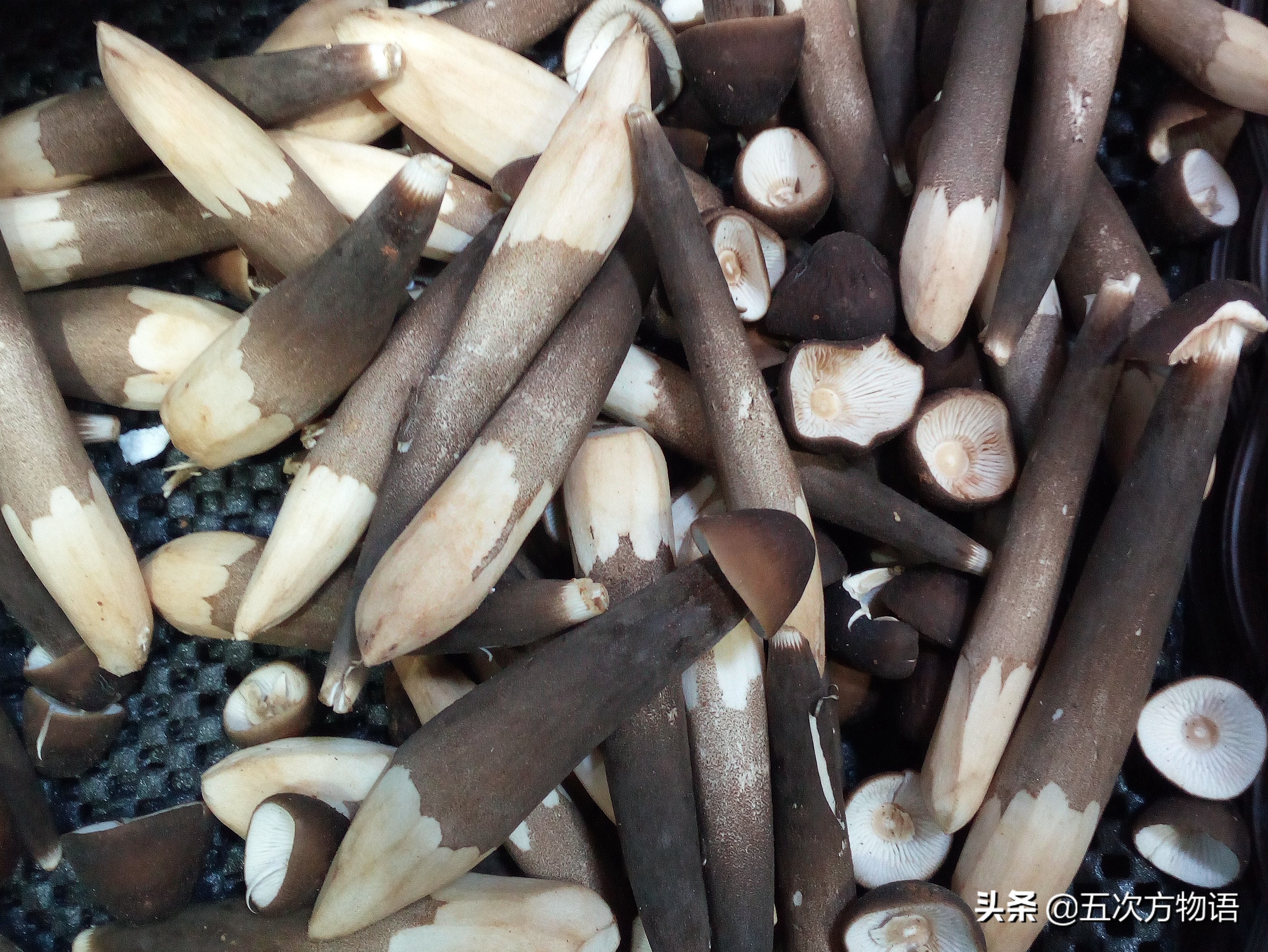 蘑菇种类大全及图片（23种菜市场常见菌菇）