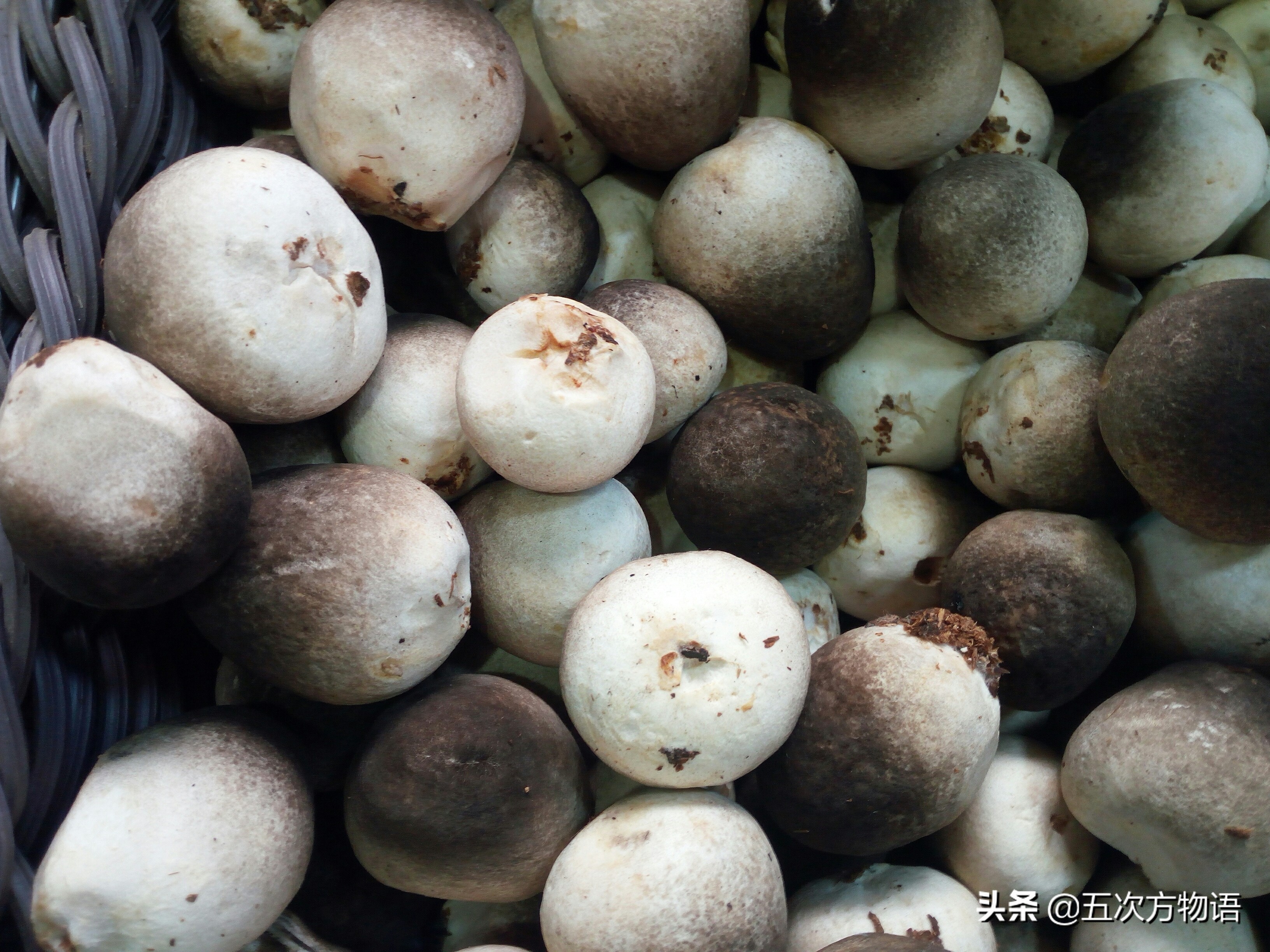 蘑菇种类大全及图片（23种菜市场常见菌菇）