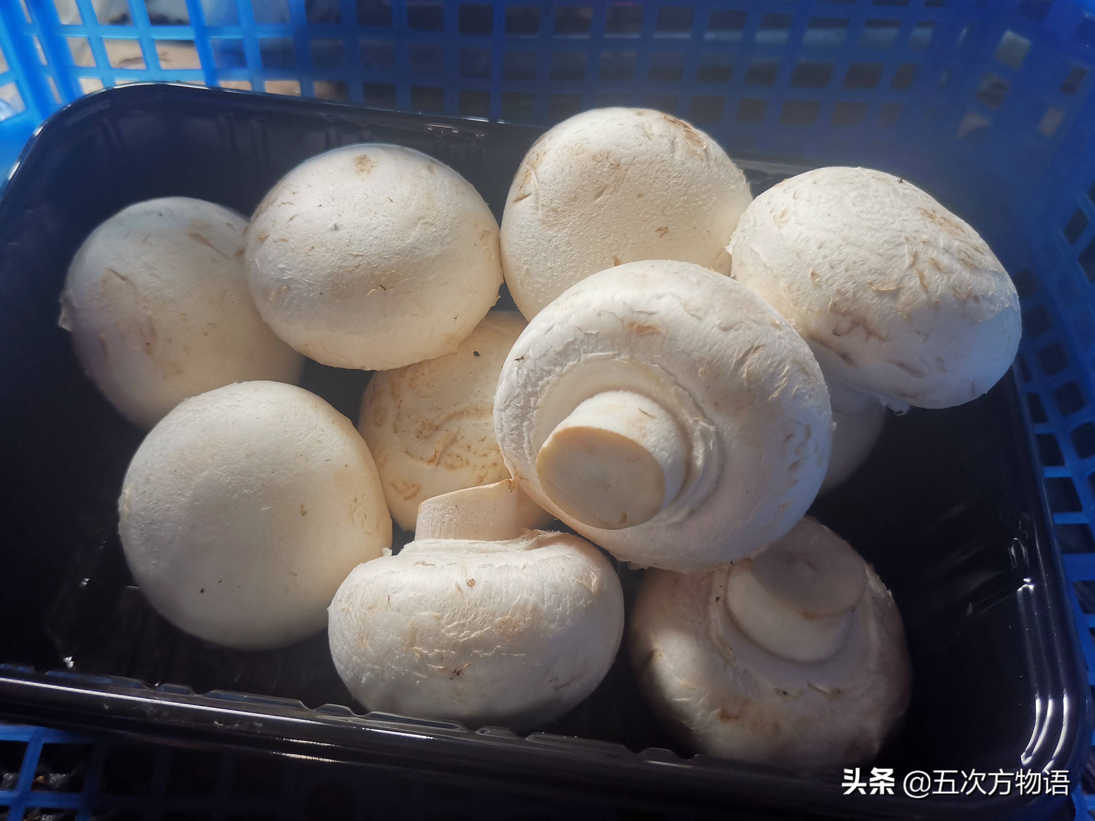 蘑菇种类大全及图片（23种菜市场常见菌菇）