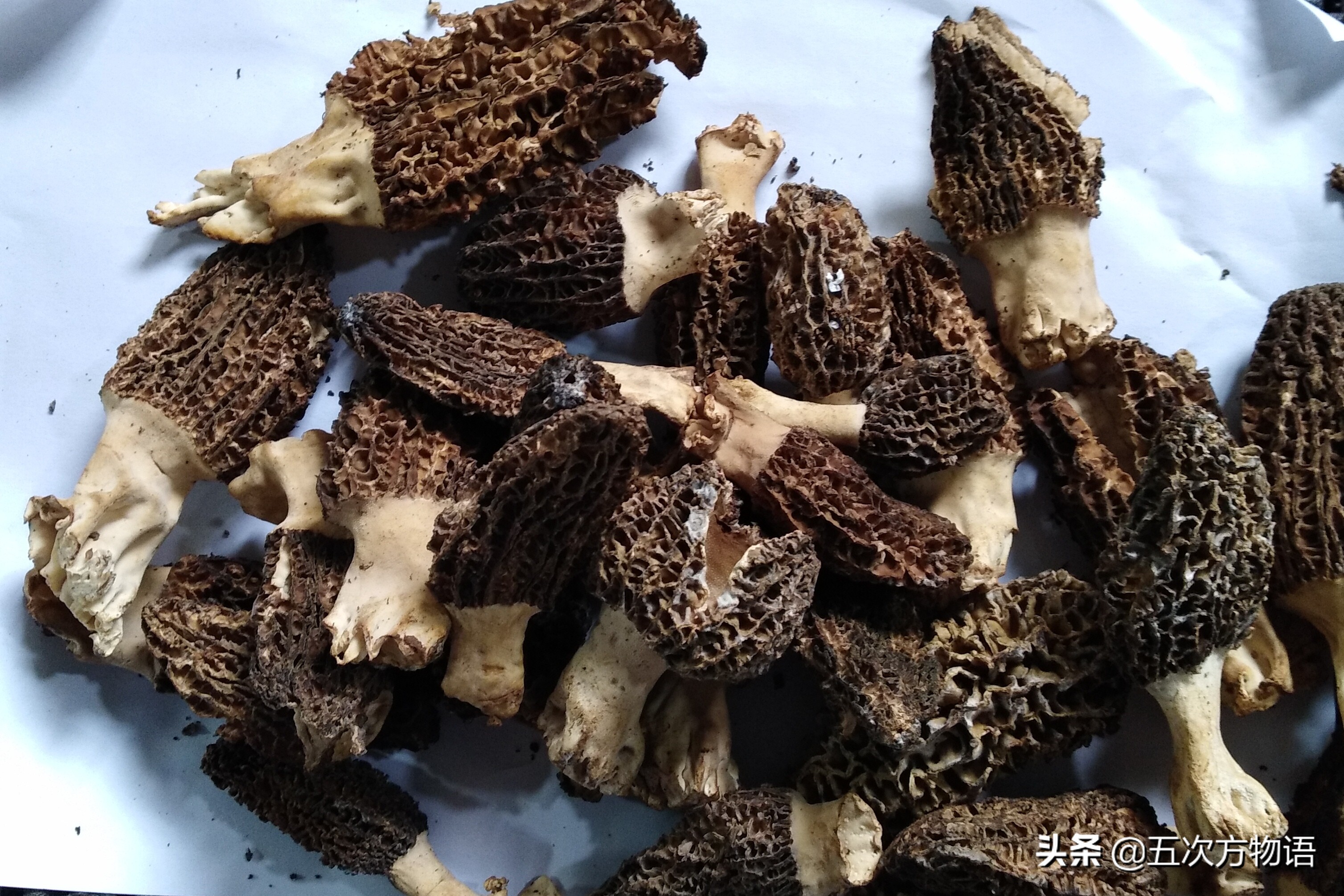蘑菇种类大全及图片（23种菜市场常见菌菇）