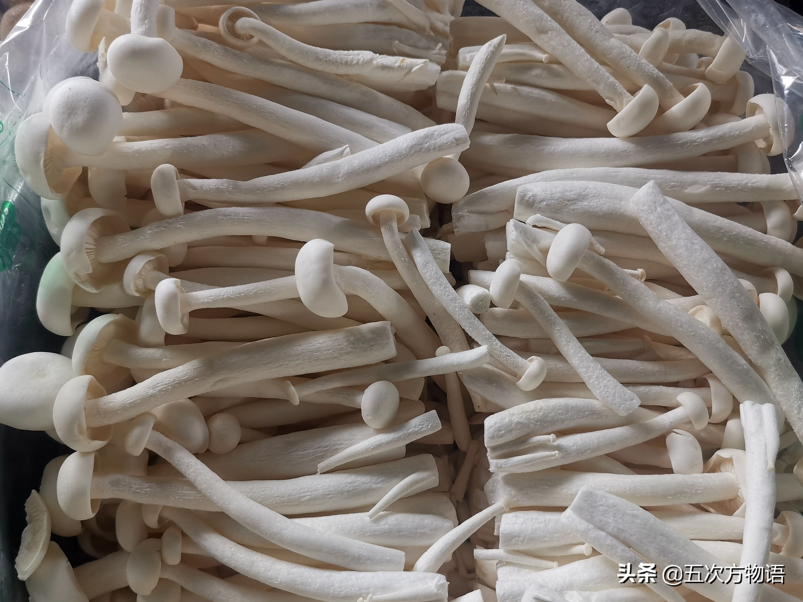 蘑菇种类大全及图片（23种菜市场常见菌菇）
