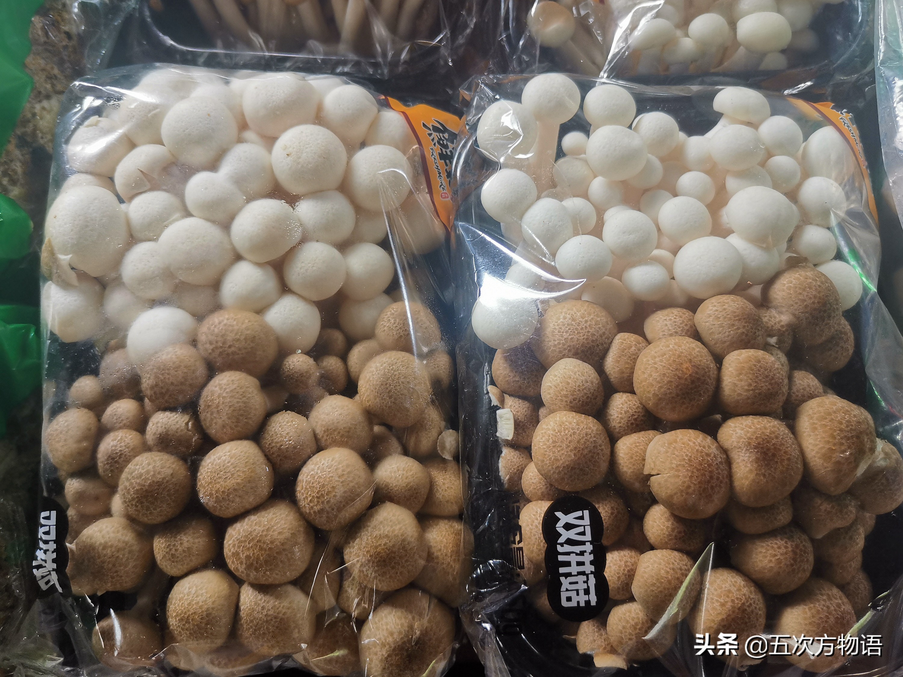 蘑菇种类大全及图片（23种菜市场常见菌菇）