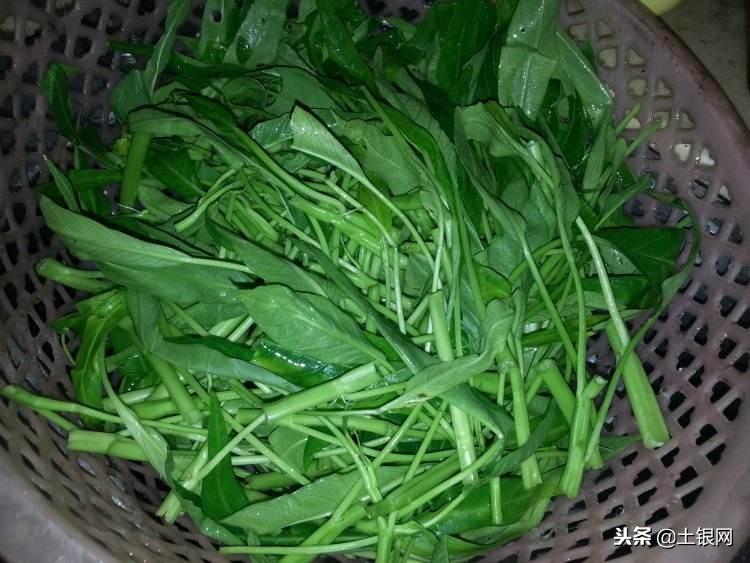 如何种植空心菜？亩产多少斤？