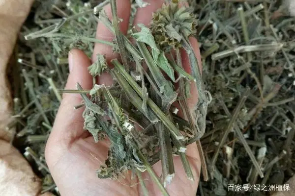 投入小、效益高，这些中药材适合在农村种植，你见过几种