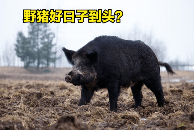 养殖野母猪技术要求_野母猪养殖技术_野母猪怎么配