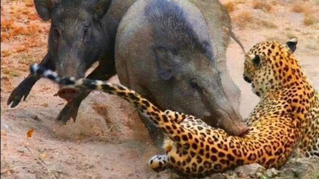 养殖野母猪技术要求_野母猪怎么配_野母猪养殖技术