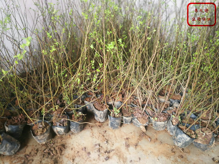 纳尔逊蓝莓苗、军号蓝莓苗种植技术