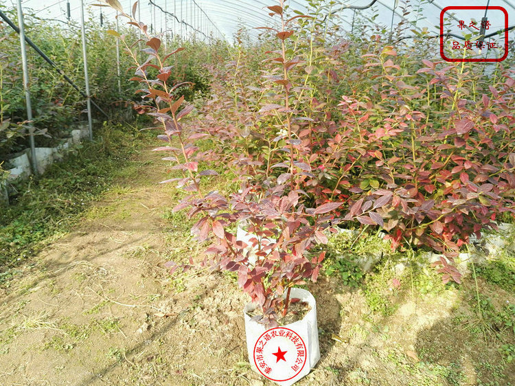 纳尔逊蓝莓苗、军号蓝莓苗种植技术