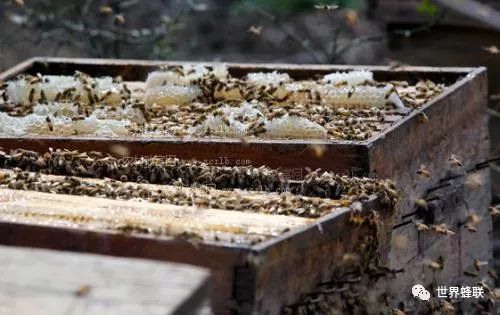 蜜蜂养殖基本技术_蜜蜂基础养殖技术_蜜蜂养殖技术指导