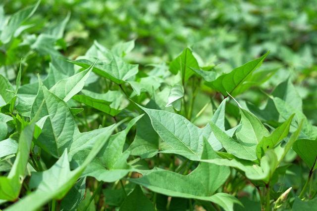 种植温室黄瓜致富_温室种植黄瓜技术_冬季日光温室黄瓜高产栽培技术