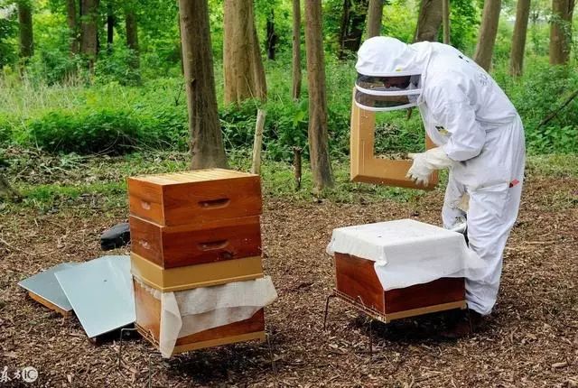 蜜蜂养殖基础技术视频_蜜蜂养殖技术指导_蜜蜂基础养殖技术