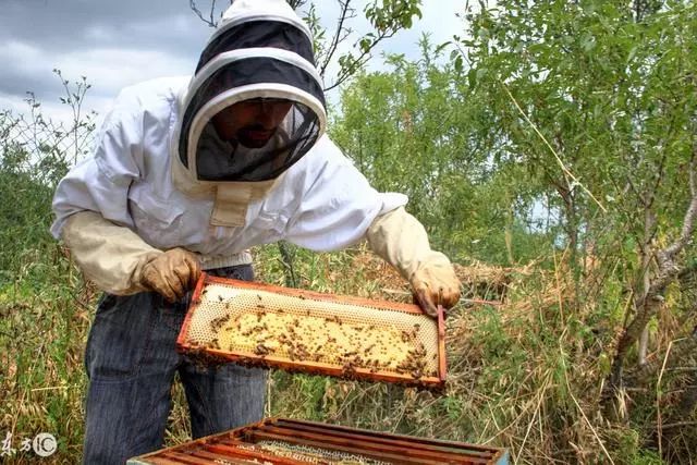 蜜蜂养殖基础技术视频_蜜蜂基础养殖技术_蜜蜂养殖技术指导