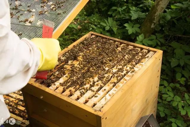 蜜蜂养殖基础技术视频_蜜蜂养殖技术指导_蜜蜂基础养殖技术