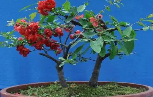 盆景冬红果在北方能养活吗_冬红果盆景养殖技术_冬红果盆景的管理