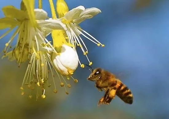 蜜蜂养殖基础技术视频_蜜蜂养殖基本技术_蜜蜂基础养殖技术