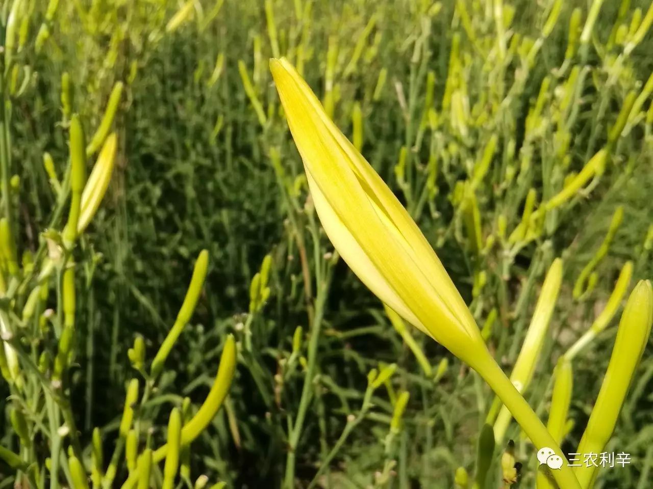 种蔬菜致富经_什么菜种植致富_致富经蔬菜种植